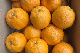 【3k箱　ポンカン　除草剤使用無 万田酵素散布】