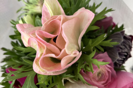 10日間の日持ちは当たり前、アネモネ12本束2セット