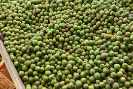 【期間限定】【我夢舎羅村】【小梅】あめちゃんサイズの小梅　3キロ