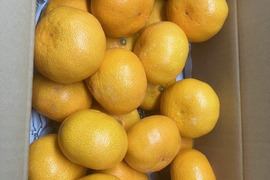 Big な美味しさと食べ応え！ひづる（2L3L）早生大物！8㎏