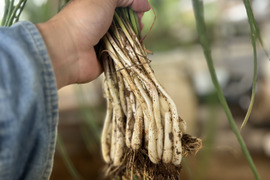 【お試し300g】沖縄 伊江島特産　島らっきょう