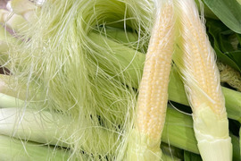 ヤングコーンであなたの人生変わったらゴメンナサイ（80サイズ）