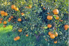 有機JAS認定！　愛媛県が誇る『しまなみ潮風柑橘』シリーズ　伊予柑　(ご家庭用・５㎏箱込み)