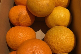 食べ比べ！甘夏・紅甘夏１０個セット（ご家庭用）