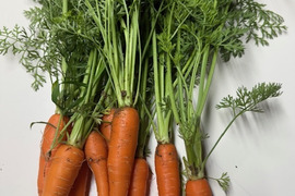 農薬・除草剤・化学肥料不使用 訳あり ミニ人参【葉っぱ付き】 5kg 石川県産