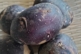タワラポラリス北極星（箱込2kg）