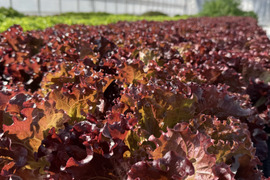 オーガニックを超えた‼️さかなが作った究極のスペシャリティ野菜　リーフレタス&サニーレタスセット150g ×2株