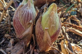 【セール】 福袋 の通販 フキノトウの通販｜山菜｜食べチョク｜産地直送(産直)お取り寄せ 野菜
