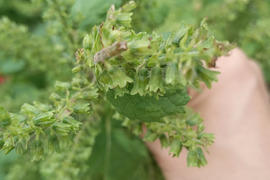 たっぷり紫蘇の実つき🌿農薬不使用🍙【数量限定❗❗】子供に食べさせたい野菜（５品目～７品目）😋🍚ばぁばのモノスゴイ野菜🍅🍆🌽✨✨✨✨✨