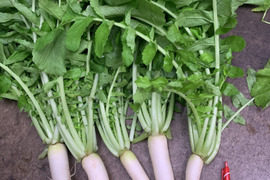 採れたてシャキッ！葉付き大根ミニ2kg