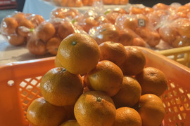 果汁たっぷり！清水の早生みかん(ご家庭用5キロ)