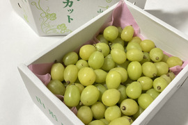 葡萄「シャインマスカット」　家庭用　約2kg