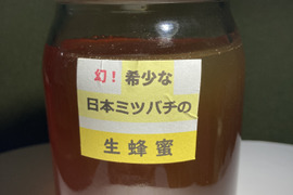 幻の日本ミツバチ、日本蜜蜂の生はちみつ ５００g   ‼️