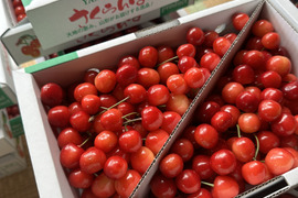 【 紅さやか 】さくらんぼ 山形県天童産  1kg バラ詰 加工•生食用【 5月30日順次発送 】