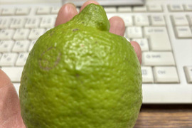 自然栽培グリーンレモン（ビラフランカ）【限定出荷】