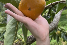 【送料500円引き】和歌山県　たね無し柿（刀根早生）５kg（箱込み）