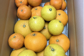鹿児島県産「4種のみかん柑橘詰め合わせ」【柑橘食べ比べ】箱込み5㎏