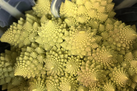 ロマネスコ　6キログラム