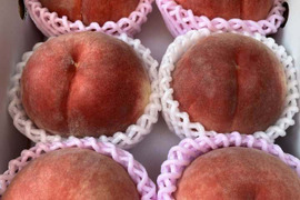 【贈答用】品種おまかせ♪7月の朝採れ桃詰め合わせ２kg