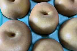 みずみずしい新品種！秋満月(5kg)