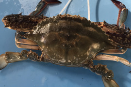 ワタリガニどうですか‼️
オスのワタリガニ1kg位(2〜3匹)入り