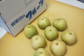 二十世紀梨 7～10玉 2.5ｋｇ