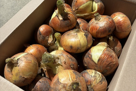 🉐【自然栽培】特大玉ねぎ13kg