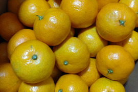 【数量限定】お買い得‼️Lサイズばかり　興津早生みかん🍊　10kg(箱込み)