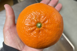 【貴重な柑橘】せとかの姉妹品種！麗紅（れいこう）　家庭用約5㎏　（予約商品）