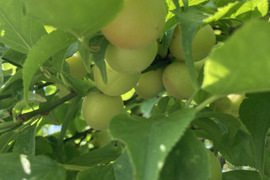 自然農法で大事に育てた小梅（青〜ちょっと黄色）（1kg）