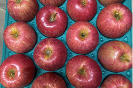 果汁たっぷり！特別栽培りんご『ハックナイン』家庭用訳あり・3㎏