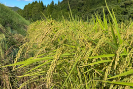 新米令和7年産　甘くてもちもち！九州天草方原産源流米(コシヒカリ5キロ)
