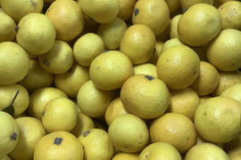 2026ねん【希少】熟成湘南ゴールド（露地栽培)家庭用3Sサイズ(直径3.4～3.9cm)【幻のオレンジ】2kg