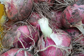 🌿旬の紫玉ねぎつき❗農薬と化学肥料を使わないで育てた野菜セット🌰【数量限定❗❗】子供に食べさせたい（５品目～７品目）😋🍚🎵🎵ばぁばのモノスゴイ野菜🍅🍆🌽✨✨✨