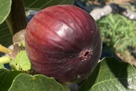 片桐いちじく（イチジク）　露地栽培　予約販売　８/15より順次配送