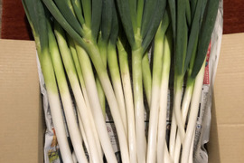 青葉ももりもり食べたくなるうまさ！自然栽培ひかりのたねのネギ３キロ