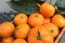 食べてみんさい広島みかん◆2㎏