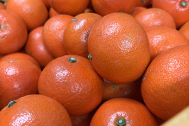 【貴重な柑橘】食後のデザートにおすすめ！みはや　約3㎏