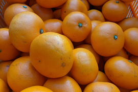 《発送開始》ほなが農園が作ったせとか10kg(ご家庭用)