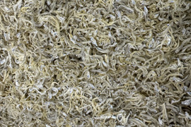 倉橋ちりめん　５００ｇ
