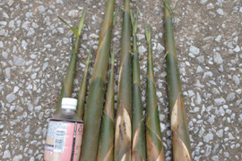 筍、大名竹、5kg、産地直送、宮崎県日南市 だいみょうだけ、タケノコ 　予約販売
昔は大名以上の家にしかなかった筍です。
トウチク(唐竹) 、唐から輸入された生け垣用の筍
味は最高