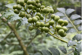 朝採り即日発送 朝倉山椒 300g