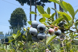 淡路島の甘いブルーベリー（冷凍）1kg
