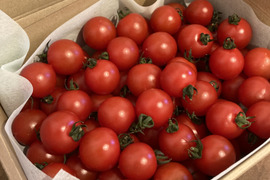 濃厚な旨味と甘みのフルーツミニトマト［小鈴クイーン］
