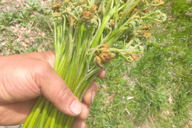自然農園の山菜シリーズ～蕨（わらび）200グラム　木灰付き