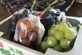 【朝収穫で鮮度抜群】ミックスぶどう４種約1.8kg(4〜6房)