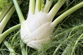 イタリア野菜 軽井沢町産高原野菜 新鮮 フェンネル / fennel 2株(フィノッキオ)