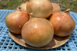 【淡路島産】淡路島玉ねぎ10kg M〜LLサイズ混合
