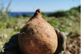 五島直送！潮風 × 火山灰土が育てた熟成島さつまいも『安納芋』５kg