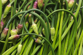 随時出荷中！行者にんにく花蕾500g　　90°に曲がった最高の状態　幻の山菜